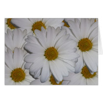 Daisies cards