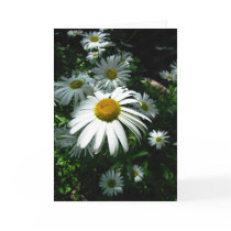 Daisies Greeting Card