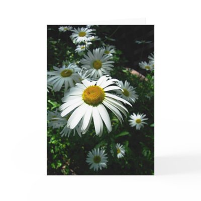 Daisies Greeting Card by blumoonart