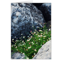 Daisies