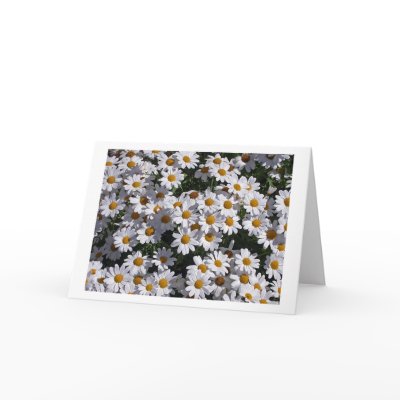 Daisies Greeting Cards by mlane53