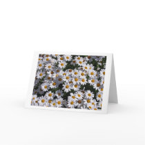 Daisies cards by mlane53 Daisies cards