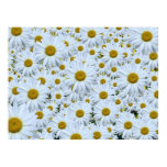 Daisies daisies daisies