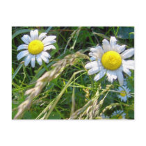 Daisies Day's Postcard postcards