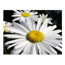 Daisies Floral Postcard postcards