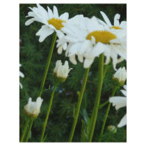 daisies flyers