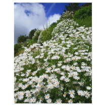 Daisies flyers by gavila_pt Daisies flyers