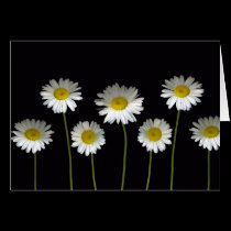 Daisies Galore Greeting card cards