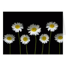 Daisies Galore Greeting card