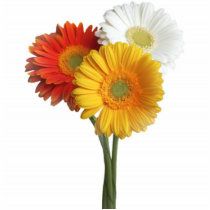 Daisies gerbera bunch photo sculptures by affreeisenlohr Daisies gerbera bunch photo sculptures