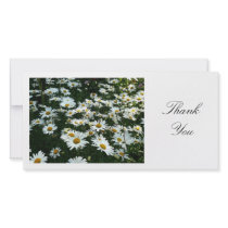 Daisies II - Thank You photo cards