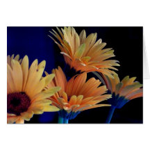 Daisies in a Row Cards