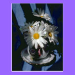 Daisies in Flower Design Bowl Post Card postcards