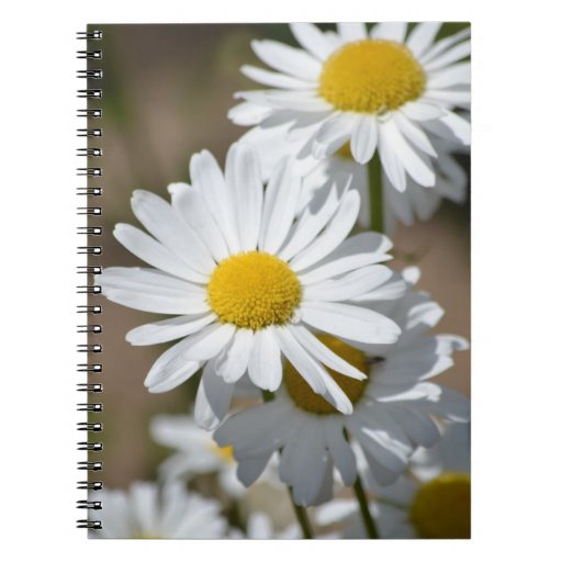 Daisies in Spring Notebook