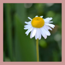 Daisies in Spring posters