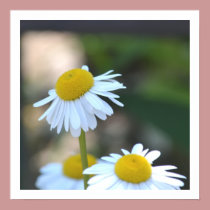 Daisies in Spring posters