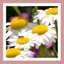 Daisies in Spring posters