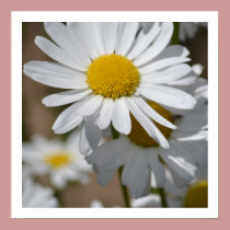 Daisies in Spring posters