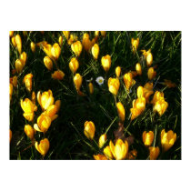 Daisies in the Crocuses posters