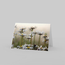 Daisies In The Fog Card cards
