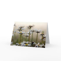 Daisies In The Fog Card