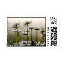 Daisies In The Fog Postage Stamp by sruhs Daisies In The Fog Postage Stamp