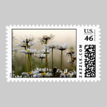 Daisies In The Fog Postage Stamp stamps