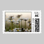 Daisies In The Fog Postage Stamp
