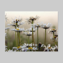 Daisies In The Fog Postcard postcards