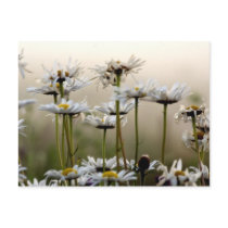 Daisies In The Fog Postcard by sruhs Daisies In The Fog Postcard