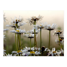 Daisies In The Fog Postcard