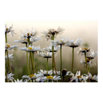 Daisies In The Fog Print