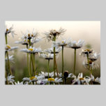 Daisies In The Fog Print
