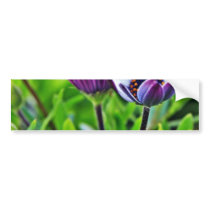 Daisies In The Morning At Balboa Park bumper stickers by lifesphere Daisies In The Morning At Balboa Park bumper stickers