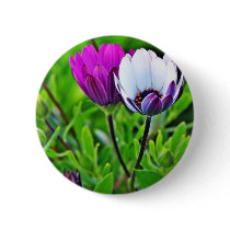 Daisies In The Morning At Balboa Park buttons