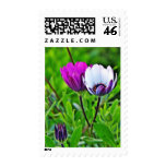 Daisies In The Morning At Balboa Park Stamps