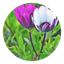 Daisies In The Morning At Balboa Park stickers by lifesphere Daisies In The Morning At Balboa Park stickers