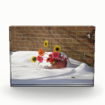 Daisies In The Snow awards