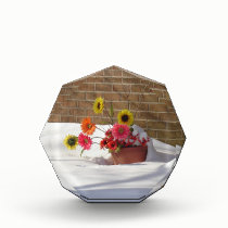 Daisies In The Snow awards