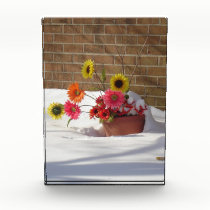 Daisies In The Snow awards