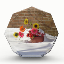 Daisies In The Snow awards