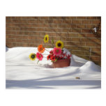 Daisies In The Snow Postcards