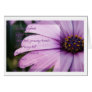 Daisies infinite Uplift in praise... Greeting Cards