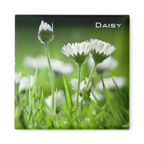 Daisies Magnet