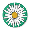 Daisies magnets