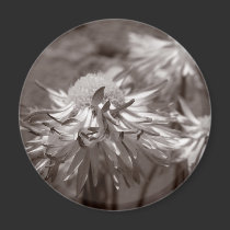 Daisies of Peace magnets