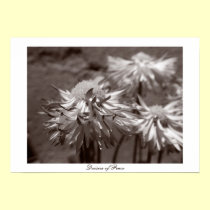 Daisies of Peace posters