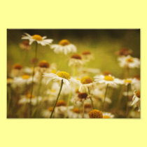 Daisies photo print photography
