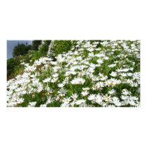 Daisies photo cards by gavila_pt Daisies photo cards