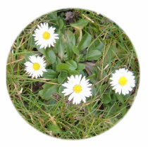 Daisies photo sculptures by Valdary Daisies photo sculptures